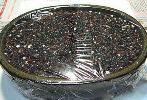 火龙果种子小盆栽怎么养护,火龙果种子放水里泡