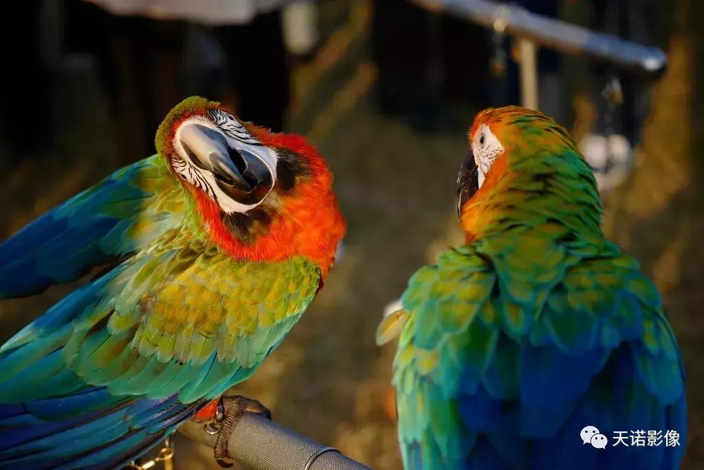 徕卡cl无反相机深度测评,徕卡cl相机无反怎么样