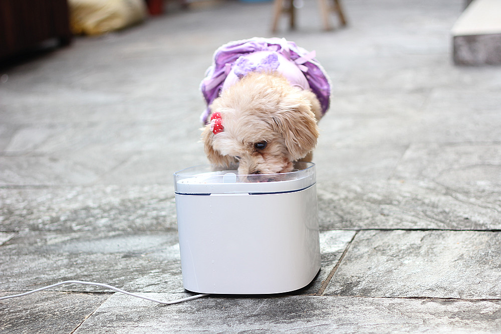 宠物饮水机大容量猫咪自动喂水器,宠物猫咪饮水机推荐