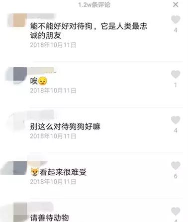 20秒转狗40圈！这家网红店，求求你放过狗吧！