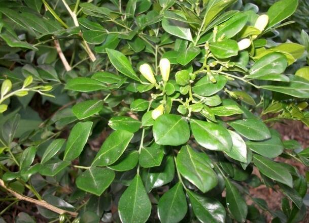 九里香的养殖方法和忌讳,九里香好不好养耐不耐寒呀