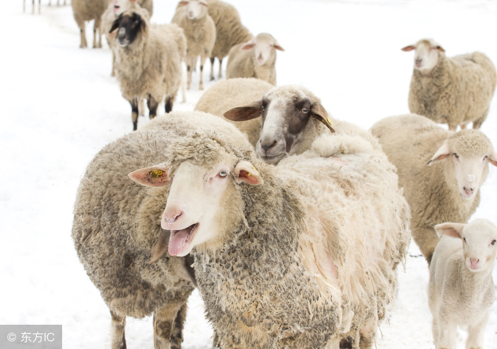 养羊育肥配方技术大全视频,养羊如何繁育快