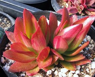 火祭怎样过冬,怎样让火祭变红