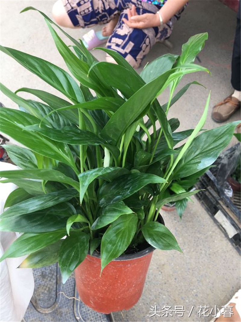 白掌生虫黑色小飞虫怎么办,白掌出现哪些情况救不回来了