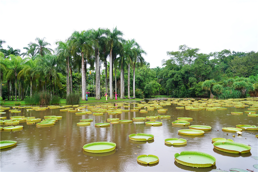 秀丽神奇的西双版纳完整版,云南西双版纳神奇的地方