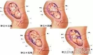 胎儿发育过程图3d动画,胎儿发育过程图水果