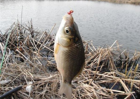 钓鲫鱼买红虫怎么选择饵料,红虫钓鲫鱼有荚膜开饵方法