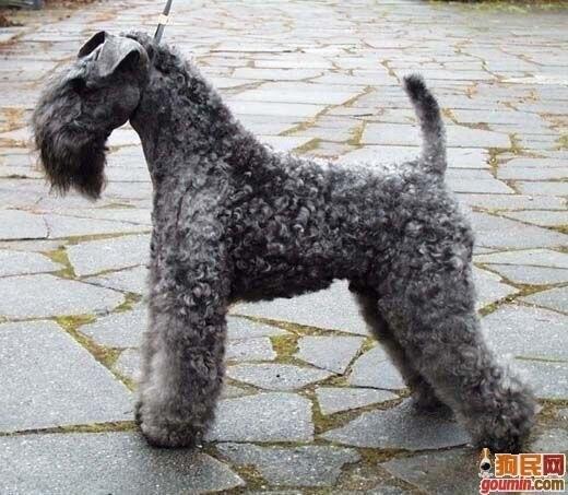 各种狗狗搞笑视频集锦,狗狗集锦