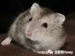 仓鼠中记忆强大的仓鼠品种,布丁仓鼠和三线仓鼠为什么会打架