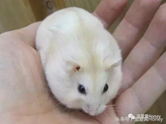 仓鼠中记忆强大的仓鼠品种,布丁仓鼠和三线仓鼠为什么会打架