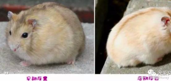 三线仓鼠和银狐仓鼠一起养可以吗,紫仓仓鼠和三线仓鼠哪个仓鼠更好