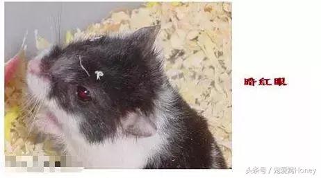 坎贝尔仓鼠的常见疾病和饲养方法,仓鼠比耶是什么品种