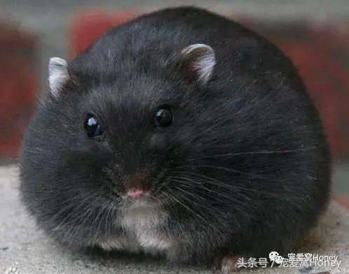 坎贝尔仓鼠的常见疾病和饲养方法,仓鼠比耶是什么品种