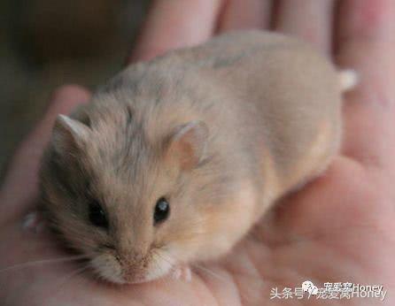 坎贝尔仓鼠的常见疾病和饲养方法,仓鼠比耶是什么品种