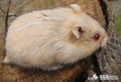 坎贝尔仓鼠的常见疾病和饲养方法,仓鼠比耶是什么品种