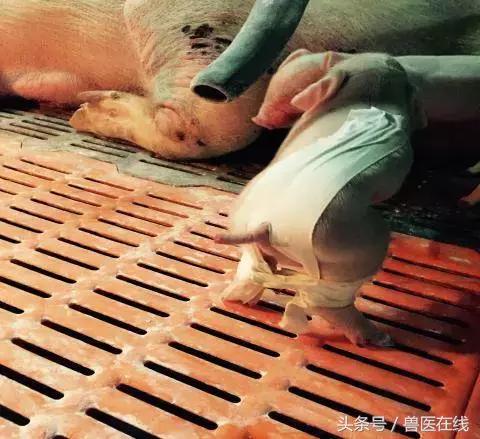 仔猪八字腿用什么胶布,仔猪腹沟疝气复位手法视频