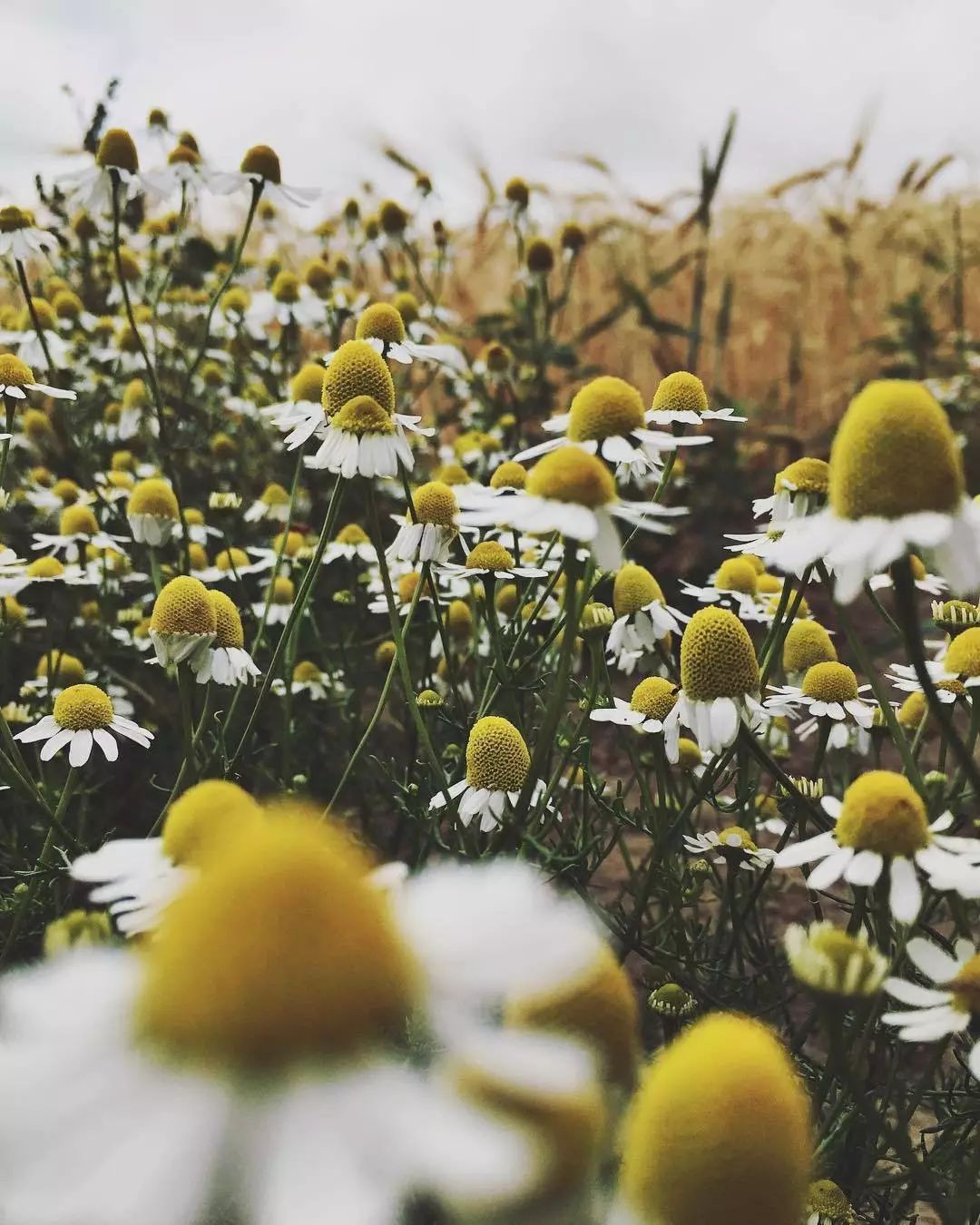 适合敏感肌的湿敷水洋甘菊,洋甘菊纯露修复敏感肌反馈