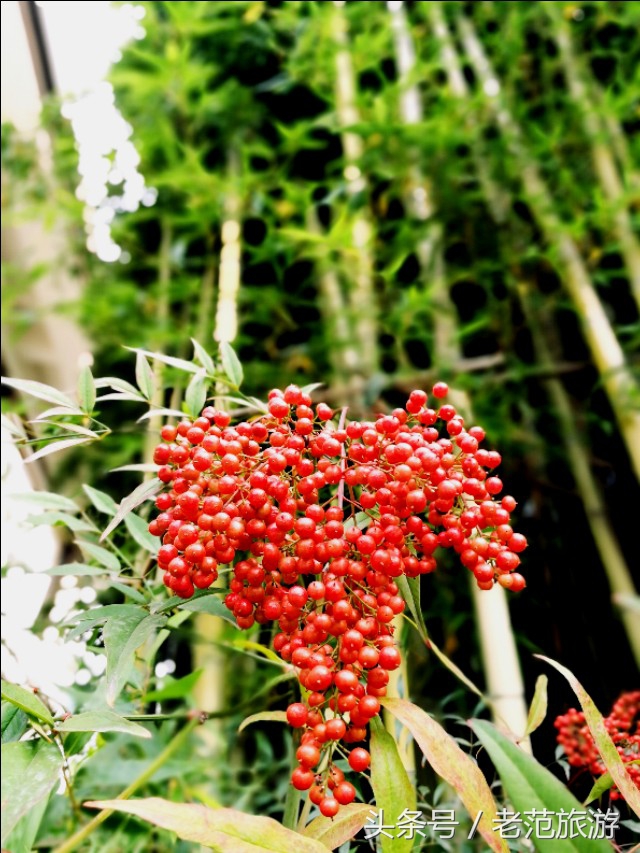 赏山赏水享人生,赏景温泉
