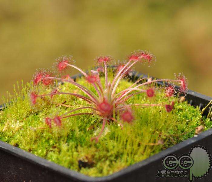 茅膏菜哪个品种捕虫效率最高,茅膏菜是食虫植物吗