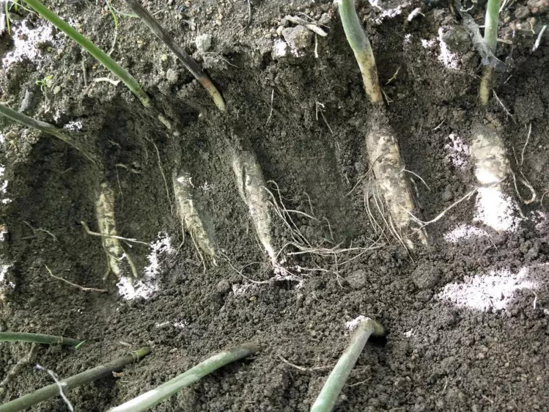 长白山鲜人参怎么吃效果最好,长白山鲜人参为什么那么便宜