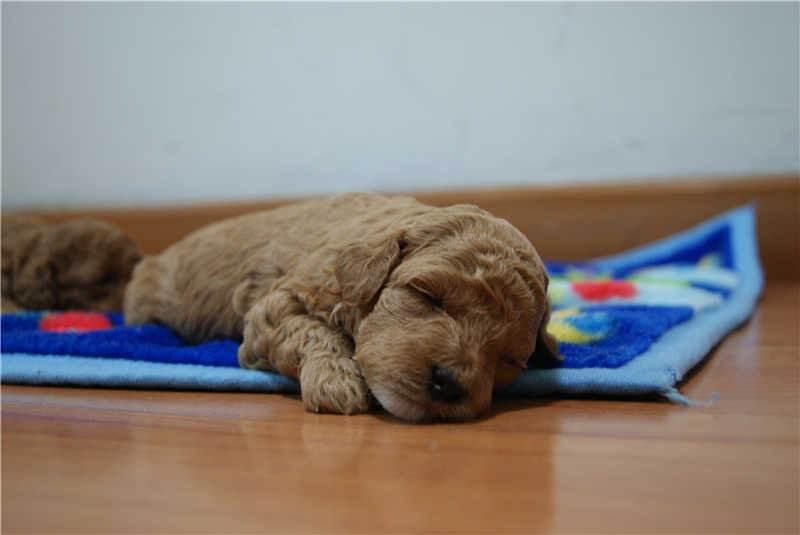 狗狗身上有皮屑还掉毛怎么回事,狗狗身上痒痒总挠掉皮屑怎么办