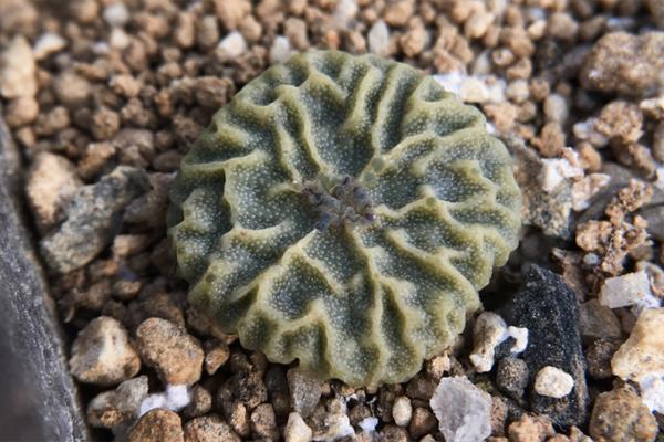 丑萌多肉盆栽,丑的多肉有哪些