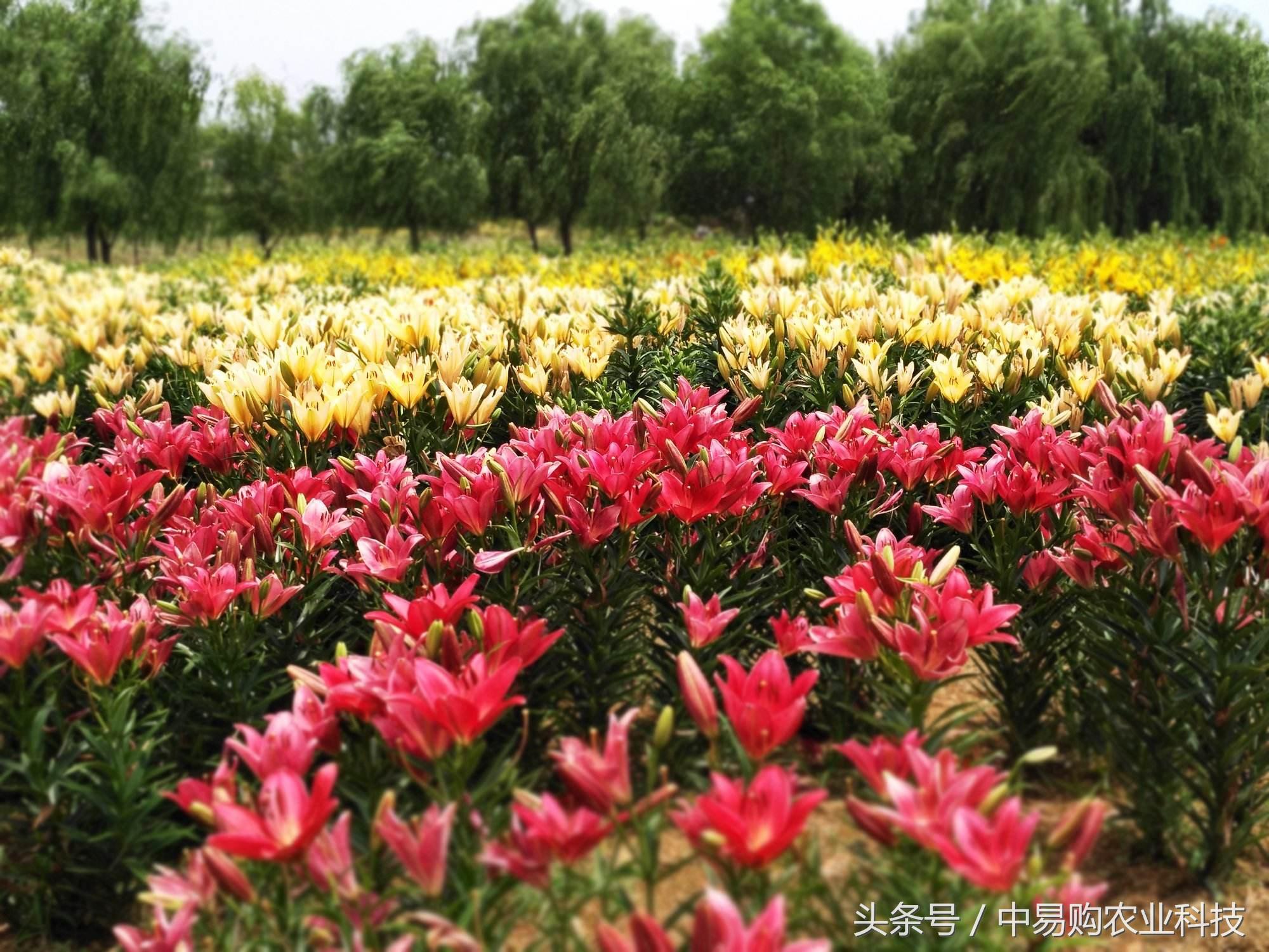 百合花怎么防治病虫害,百合花病害防治方法