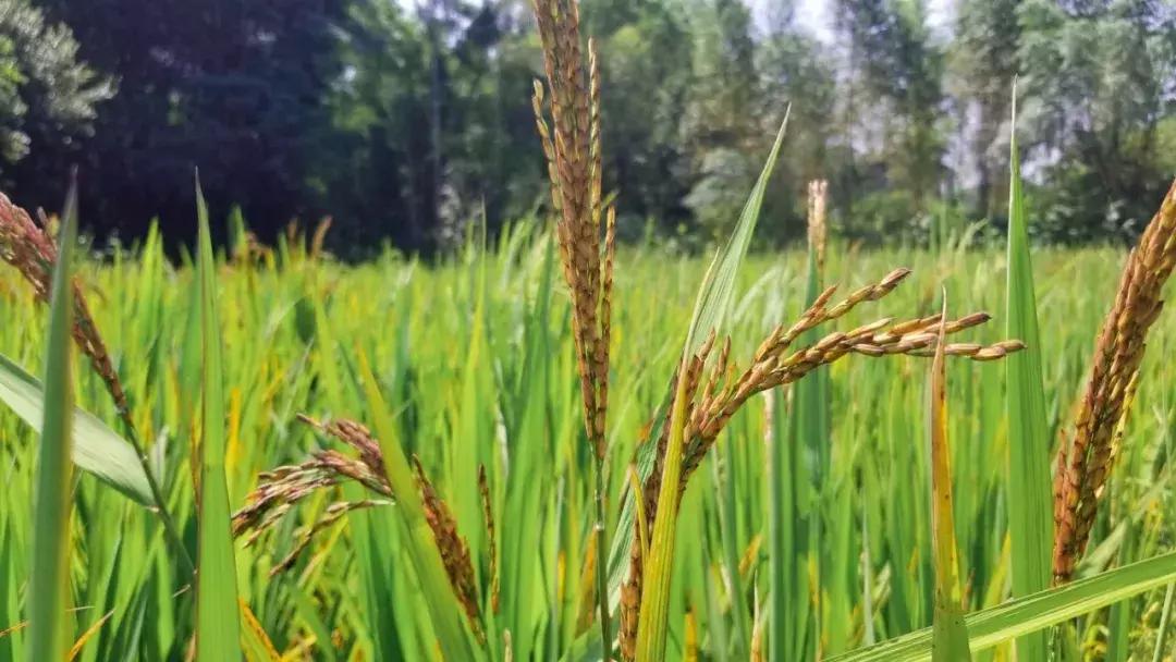 贫困户脱贫了怎么增收致富,农村脱贫致富情况