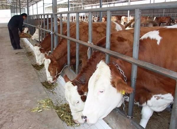 物以稀为贵，冬季牧草稀缺，养牛省草这十法更经济！