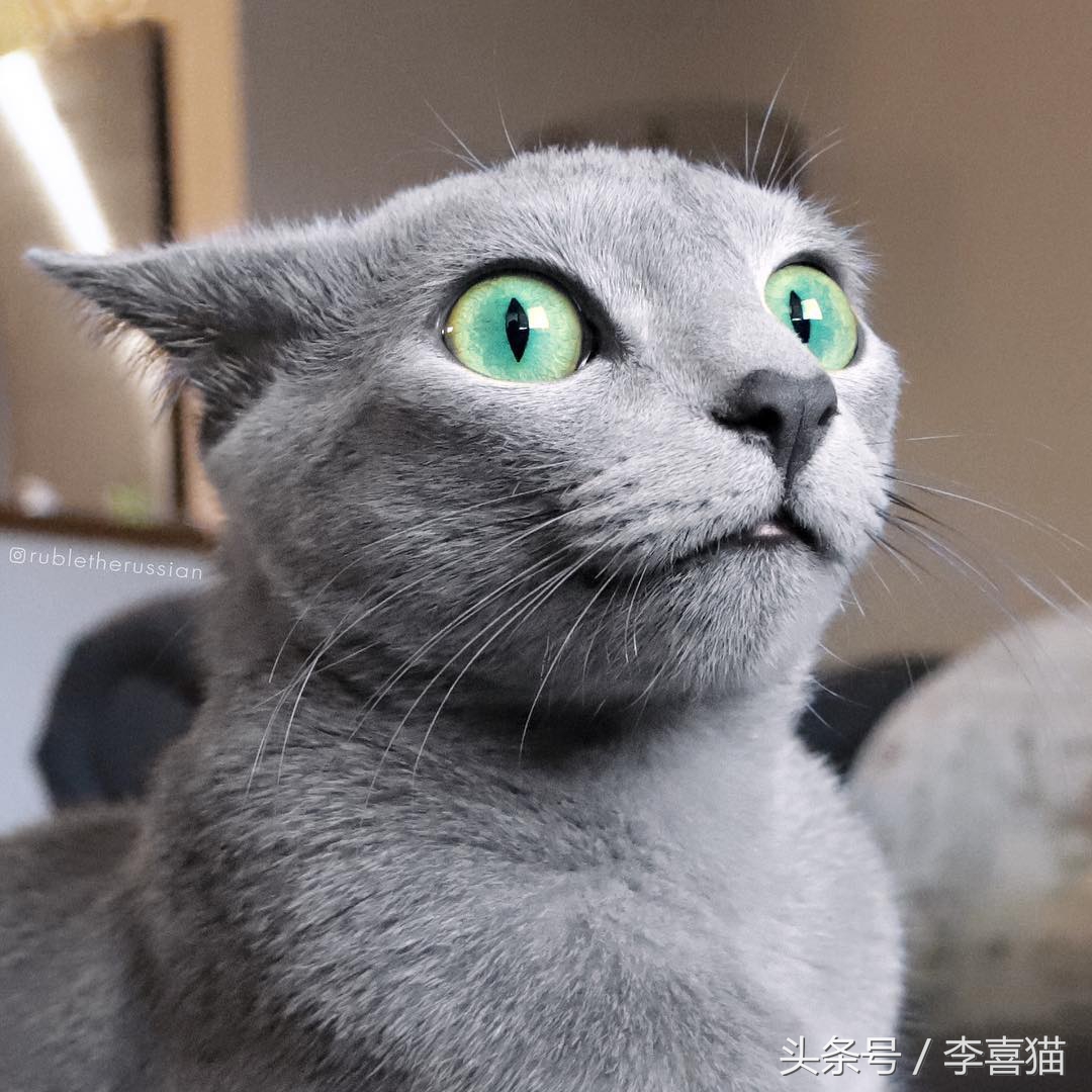 猫咪为什么看到黄瓜会吓到飞起来,猫咪被黄瓜吓是什么原因