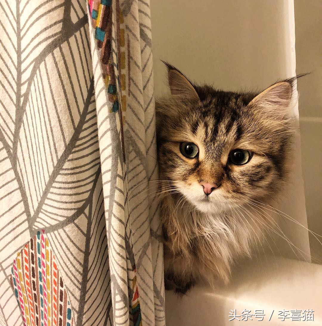 猫咪为什么看到黄瓜会吓到飞起来,猫咪被黄瓜吓是什么原因