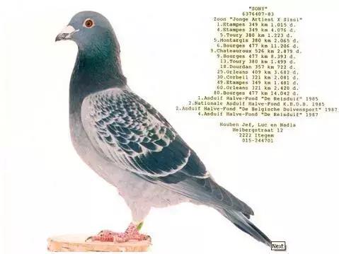 饲料控高峰，鸽脚冰冷是危险信号！