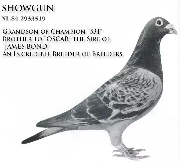 饲料控高峰，鸽脚冰冷是危险信号！