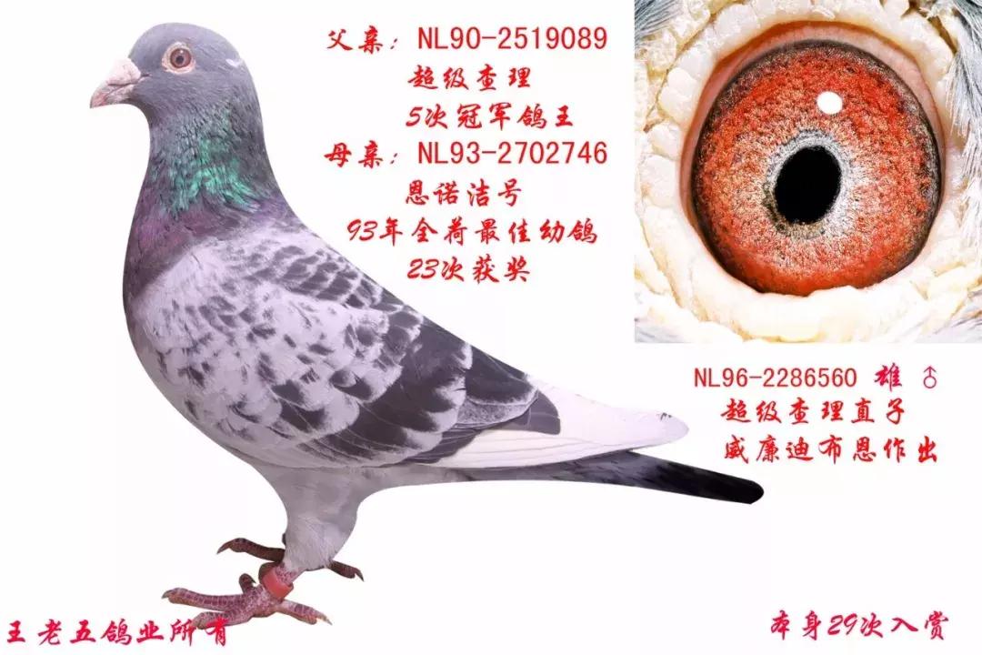 饲料控高峰，鸽脚冰冷是危险信号！