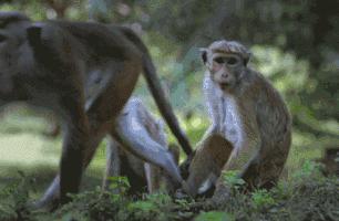 事实证明吃多了不是好事,实验证明吃的越少活的越久