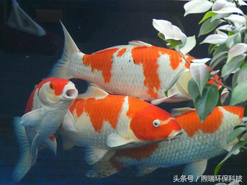 支付宝中国锦鲤有什么好处,18年支付宝锦鲤是什么样子