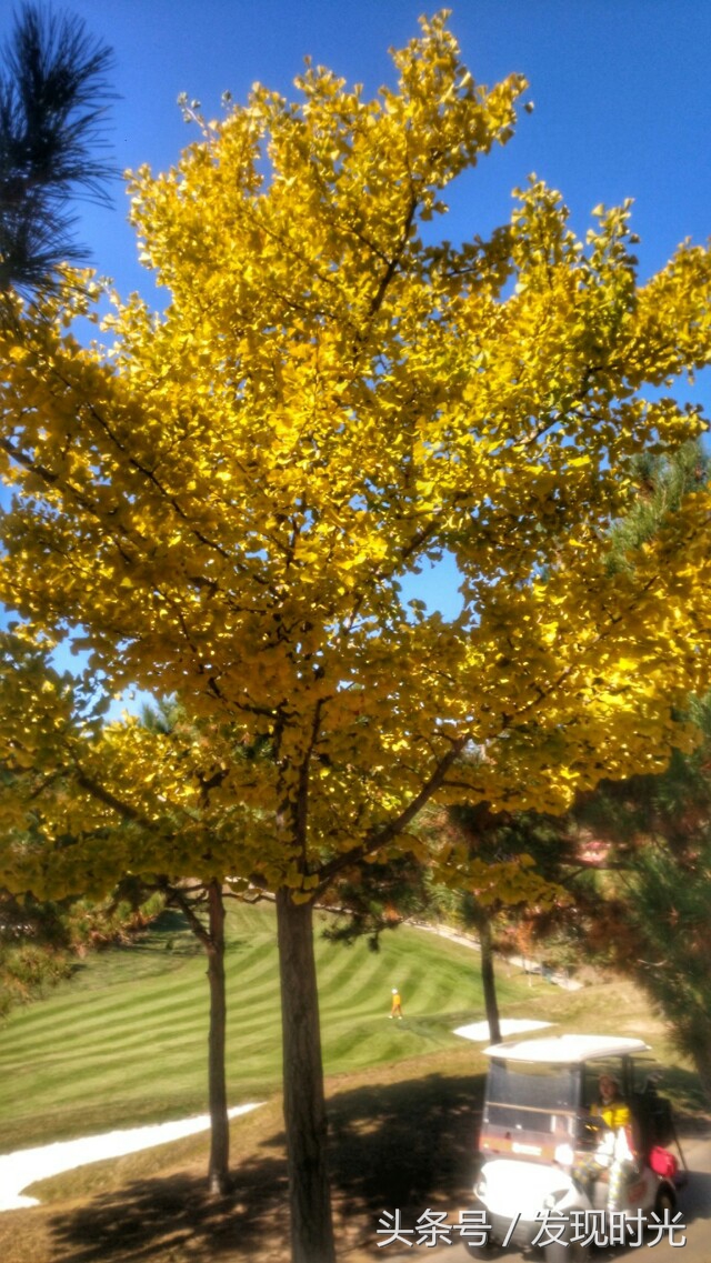 大连高尔夫球场推荐,大连夏丽高尔夫球场