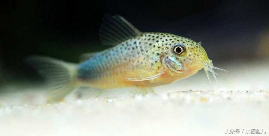 新手养互动性好的小型鱼,好养又皮实的小型鱼
