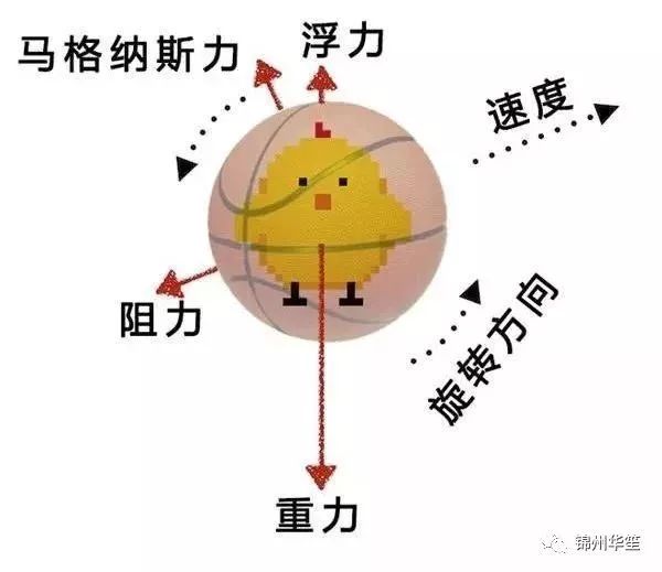 「趣味物理」为什么说物理成绩好的人,篮球也打的更好?
