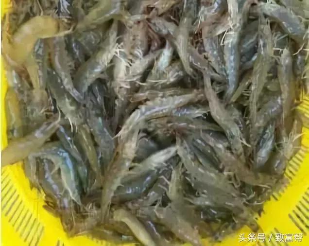 南美对虾哪里养殖最好,养殖南美对虾的步骤方法