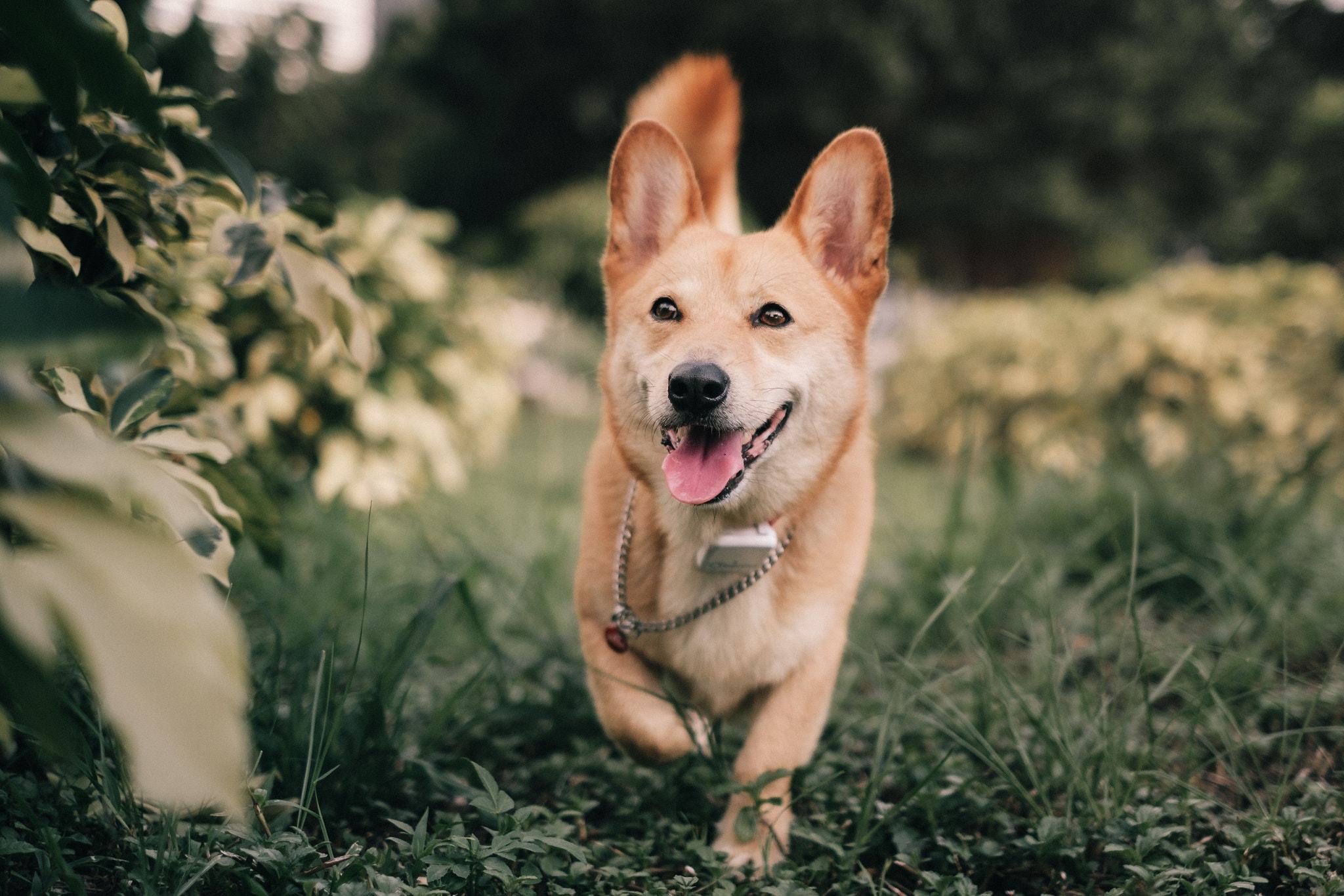 趾间炎狗狗的初期症状,狗狗趾间炎可以用曲咪新乳膏吗