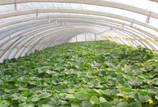 西红柿如何降低棚内的湿度,连续阴天大棚种植如何管理