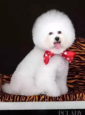 比熊犬的饲养方法和技巧,饲养比熊犬的4大正确方法