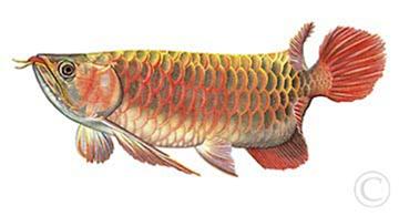 无需打氧的观赏鱼龙鱼,和龙鱼差不多的观赏鱼