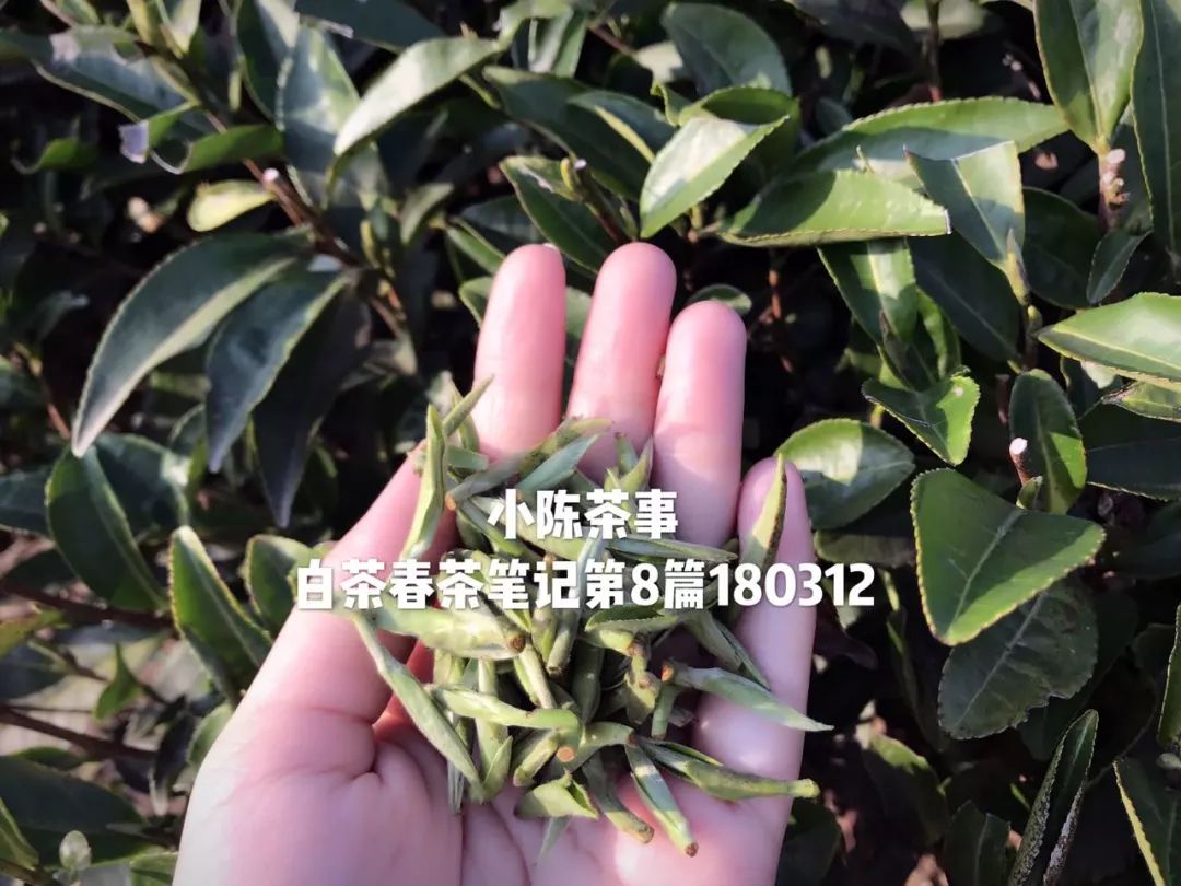 为什么网上买茶,怎么在淘宝上买茶