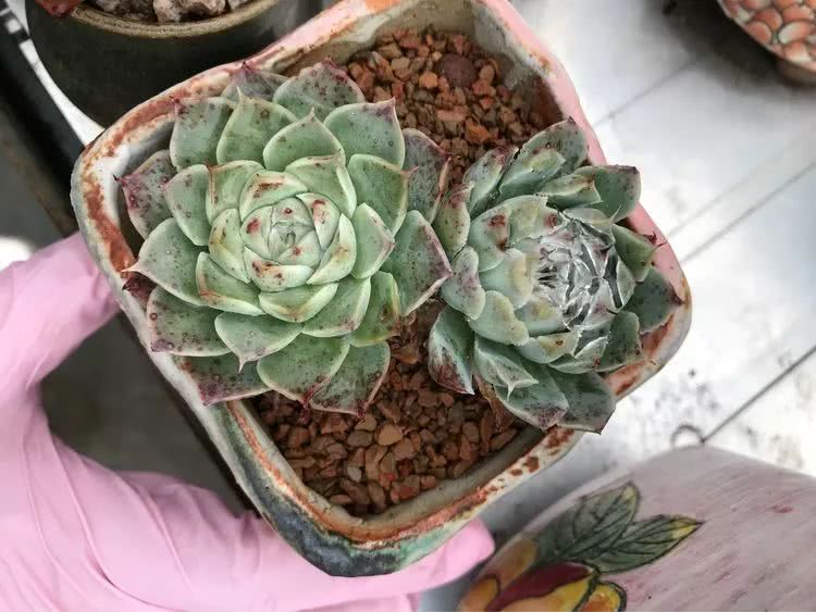 大家平时养多肉比较喜欢哪个系列,四年的养殖生涯