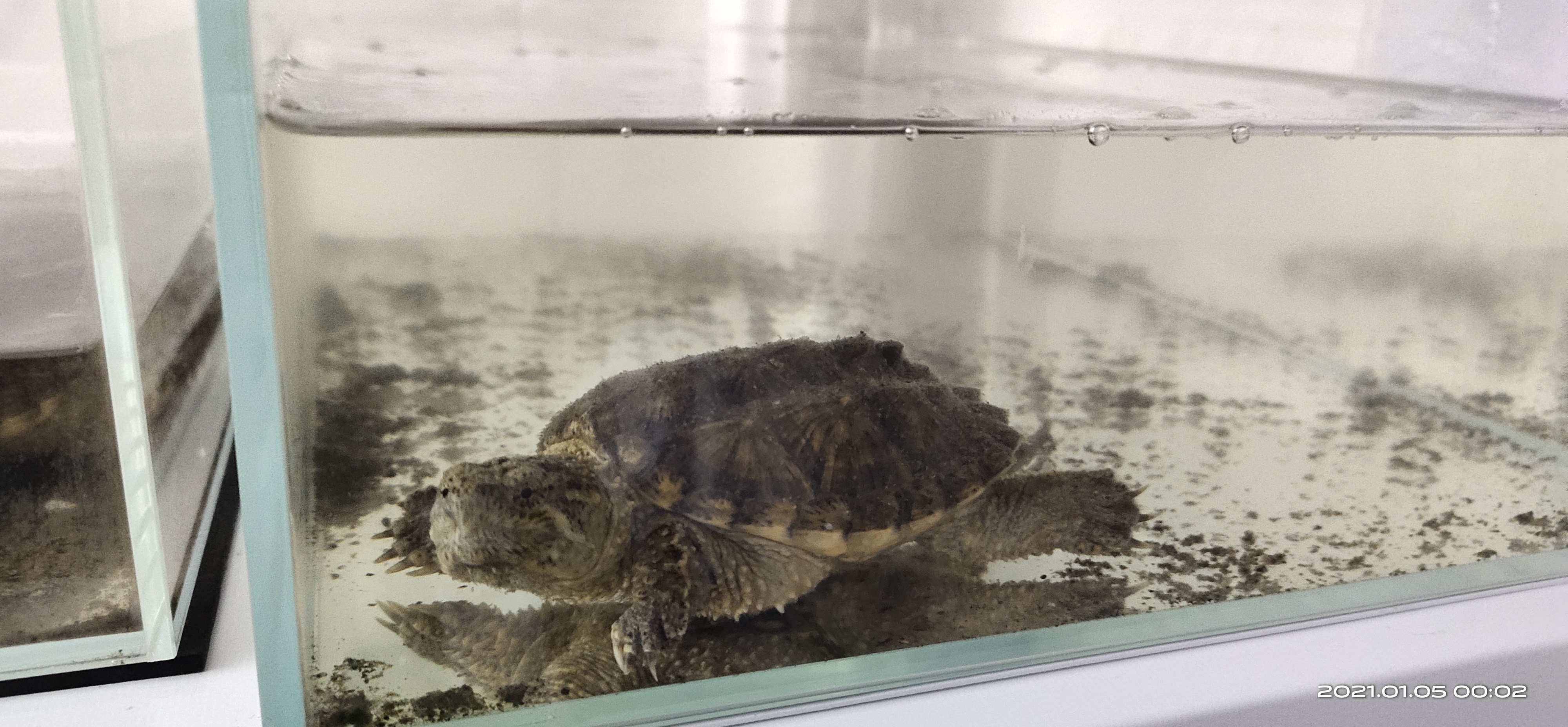 养乌龟冬眠是粗沙还是细沙好,乌龟冷水冬眠和泥土冬眠哪个好