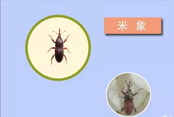 大米防生虫的最好方法,大米防生虫用什么