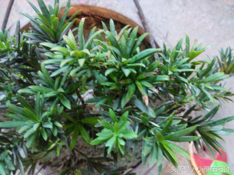 罗汉松叶子枯萎怎么治疗,罗汉松叶子枯萎后怎么补救