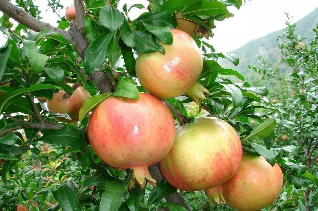 石榴突尼斯软带籽石榴,世界上最红突尼斯软籽石榴